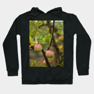 Closeup of ripe apples Hoodie